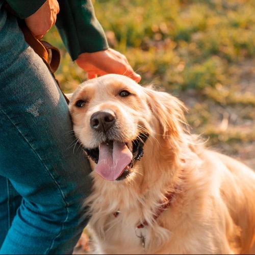 a person with their golden retriever