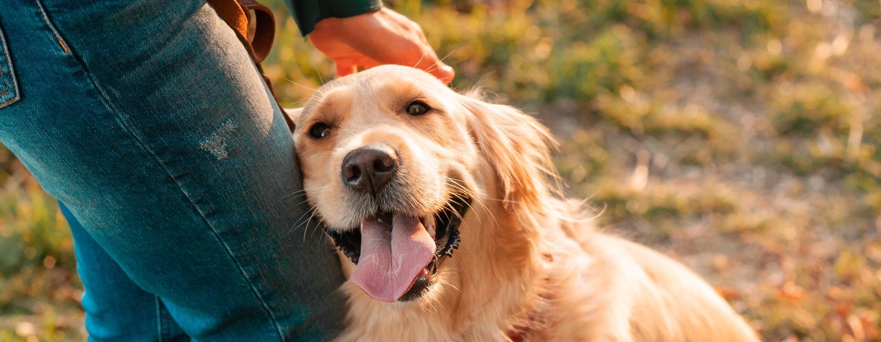 a dog sitting next to a person